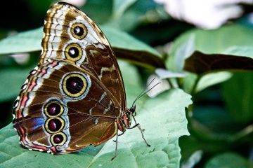 butterfly_8673