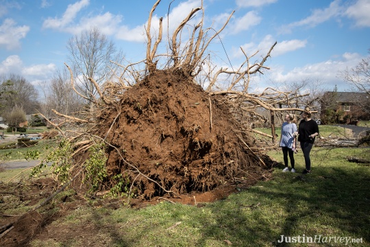 tree-down-huge-roots329A0228