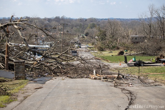 trees-on-road329A0302