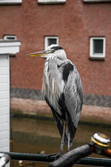amstradam_3150