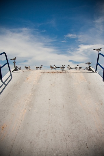 boat-birds_1855