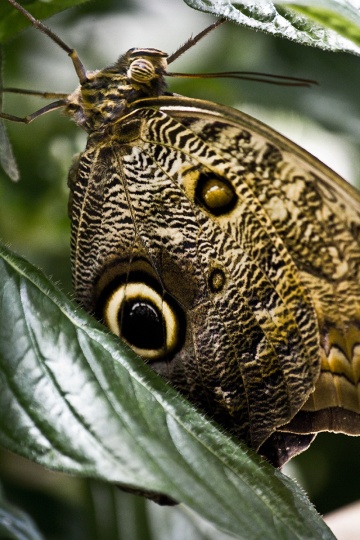 butterfly_0576