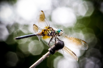 dragon fly