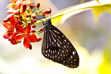 flutter by